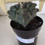 ASTROPHYTUM cv KIKKO "4 Quinas"  Nº 1006 – vaso 15