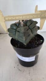 ASTROPHYTUM cv KIKKO "4 Quinas"  Nº 1006 – vaso 15