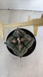 ASTROPHYTUM cv KIKKO "4 Quinas"  Nº 1006 – vaso 15 - Imagem 5