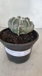 ASTROPHYTUM cv KIKKO "4 Quinas" Nº 1012 – vaso 15 - Imagem 2
