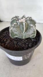 ASTROPHYTUM cv KIKKO "4 Quinas" Nº 1012 – vaso 15 - Imagem 9