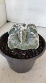 ASTROPHYTUM cv KIKKO "4 Quinas" Nº 1012 – vaso 15 - Imagem 8