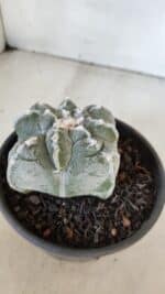 ASTROPHYTUM cv KIKKO "4 Quinas" Nº 1012 – vaso 15 - Imagem 7