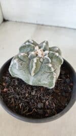 ASTROPHYTUM cv KIKKO "4 Quinas" Nº 1012 – vaso 15 - Imagem 6