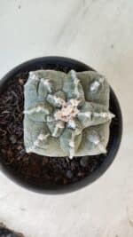 ASTROPHYTUM cv KIKKO "4 Quinas" Nº 1012 – vaso 15 - Imagem 3