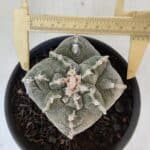 ASTROPHYTUM cv KIKKO "4 Quinas" Nº 1012 – vaso 15