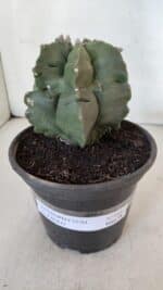 MATRIZ ASTROPHYTUM cv KIKKO  Nº 952 – vaso 15 - Imagem 2