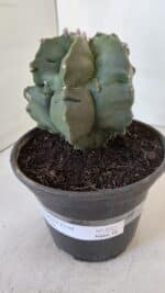 MATRIZ ASTROPHYTUM cv KIKKO  Nº 952 – vaso 15 - Imagem 10