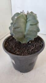 MATRIZ ASTROPHYTUM cv KIKKO  Nº 952 – vaso 15 - Imagem 9