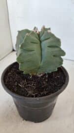 MATRIZ ASTROPHYTUM cv KIKKO  Nº 952 – vaso 15 - Imagem 8