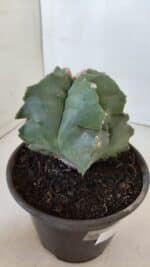 MATRIZ ASTROPHYTUM cv KIKKO  Nº 952 – vaso 15 - Imagem 7