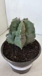 MATRIZ ASTROPHYTUM cv KIKKO  Nº 952 – vaso 15 - Imagem 6