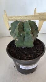 MATRIZ ASTROPHYTUM cv KIKKO  Nº 952 – vaso 15