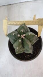 MATRIZ ASTROPHYTUM cv KIKKO  Nº 952 – vaso 15 - Imagem 5