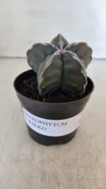 ASTROPHYTUM cv KIKKO  Nº 954 – vaso 09 - Imagem 2