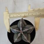 ASTROPHYTUM cv KIKKO  Nº 954 – vaso 09