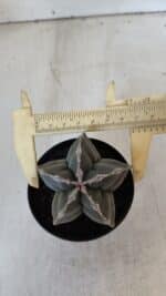 ASTROPHYTUM cv KIKKO  Nº 954 – vaso 09