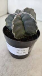 ASTROPHYTUM cv KIKKO  Nº 954 – vaso 09 - Imagem 10