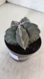 ASTROPHYTUM cv KIKKO  Nº 954 – vaso 09 - Imagem 9