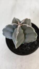 ASTROPHYTUM cv KIKKO  Nº 954 – vaso 09 - Imagem 8