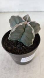 ASTROPHYTUM cv KIKKO  Nº 954 – vaso 09 - Imagem 6