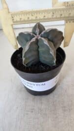 ASTROPHYTUM cv KIKKO  Nº 954 – vaso 09 - Imagem 4