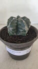 MATRIZ ASTROPHYTUM cv KIKKO  Nº 955 – vaso 15 - Imagem 2