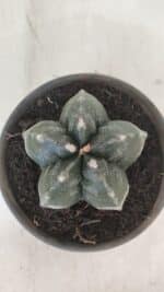 MATRIZ ASTROPHYTUM cv KIKKO  Nº 955 – vaso 15 - Imagem 3