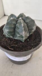 MATRIZ ASTROPHYTUM cv KIKKO  Nº 955 – vaso 15 - Imagem 10