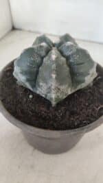 MATRIZ ASTROPHYTUM cv KIKKO  Nº 955 – vaso 15 - Imagem 8