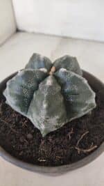 MATRIZ ASTROPHYTUM cv KIKKO  Nº 955 – vaso 15 - Imagem 6