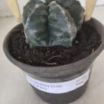 MATRIZ ASTROPHYTUM cv KIKKO  Nº 955 – vaso 15