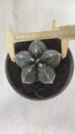 MATRIZ ASTROPHYTUM cv KIKKO  Nº 955 – vaso 15 - Imagem 5