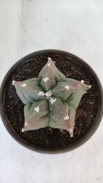 ASTROPHYTUM cv KIKKO  Nº 963 – vaso 15 - Imagem 3