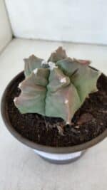 ASTROPHYTUM cv KIKKO  Nº 963 – vaso 15 - Imagem 9