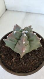 ASTROPHYTUM cv KIKKO  Nº 963 – vaso 15 - Imagem 7