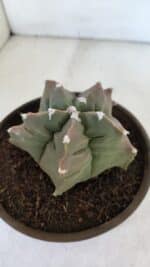 ASTROPHYTUM cv KIKKO  Nº 963 – vaso 15 - Imagem 6