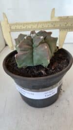 ASTROPHYTUM cv KIKKO  Nº 963 – vaso 15 - Imagem 5