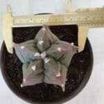 ASTROPHYTUM cv KIKKO  Nº 963 – vaso 15