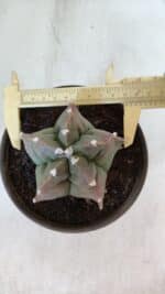 ASTROPHYTUM cv KIKKO  Nº 963 – vaso 15