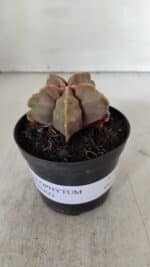 ASTROPHYTUM cv KIKKO  Nº 964 – vaso 09 - Imagem 2