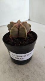 ASTROPHYTUM cv KIKKO  Nº 964 – vaso 09 - Imagem 10