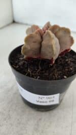 ASTROPHYTUM cv KIKKO  Nº 964 – vaso 09 - Imagem 9