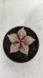 ASTROPHYTUM cv KIKKO  Nº 964 – vaso 09 - Imagem 3