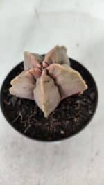 ASTROPHYTUM cv KIKKO  Nº 964 – vaso 09 - Imagem 8