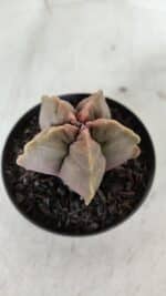 ASTROPHYTUM cv KIKKO  Nº 964 – vaso 09 - Imagem 7