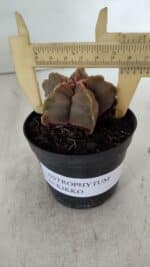 ASTROPHYTUM cv KIKKO  Nº 964 – vaso 09 - Imagem 4