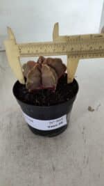 ASTROPHYTUM cv KIKKO  Nº 964 – vaso 09 - Imagem 6