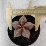 ASTROPHYTUM cv KIKKO  Nº 964 – vaso 09