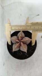 ASTROPHYTUM cv KIKKO  Nº 964 – vaso 09